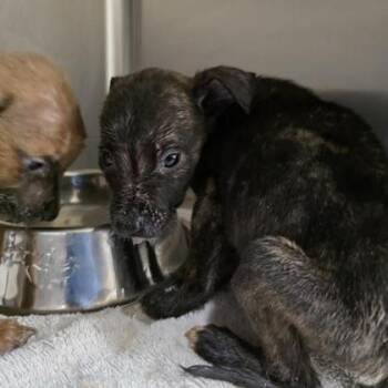 Truff -  Pit Bull Terrier and Mixed Breed Dog for Adoption in Fort Collins, Colorado - Truff | PetCurious