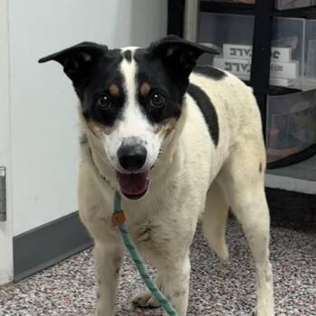 Kristy -  Mixed Breed and Border Collie Dog for Adoption in Salt Lake City, Utah - Kristy | PetCurious