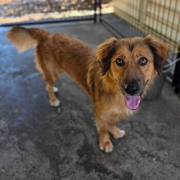 Faith -  Retriever and Mixed Breed Dog for Adoption in Pacifica, California - Faith | PetCurious