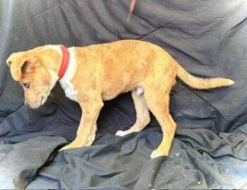 Catahoula Leopard Dog Dogs Available for Adoption in Pleasanton, Texas - Spur | PetCurious