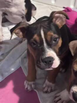 Hawk -  Mixed Breed Dog for Adoption in Wyoming, Michigan - Hawk | PetCurious