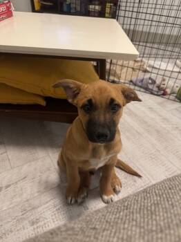 Rescue Shepherd Dogs for Adoption in Denver, Colorado - Rudy | PetCurious