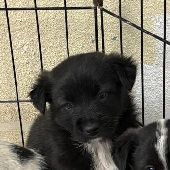 Border Collie and Mixed Breed Dogs Available for Adoption in Flagstaff, Arizona - Porterhouse | PetCurious