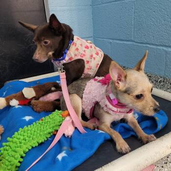 Sassafras -  Chihuahua and Wirehaired Terrier Dog for Adoption in Hattiesburg, Mississippi - Sassafras | PetCurious