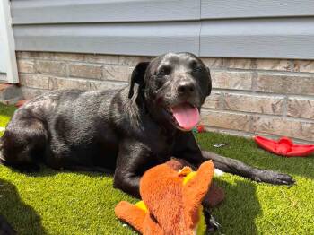 Angel -  Labrador Retriever Dog for Adoption in Mt. Juliet, Tennessee - Angel | PetCurious