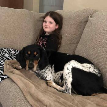 Rescue Bluetick Coonhound Dogs for Adoption in Parrish, Alabama - Janice | PetCurious