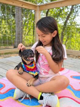 Pudding Wiggles and Grins -  Chihuahua and Pug Dog for Adoption in Friendswood, Texas - Pudding Wiggles And Grins | PetCurious