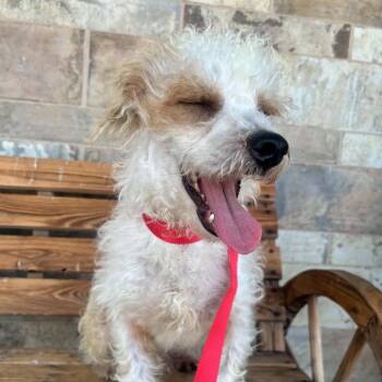 Squeaky -  Maltese Dog for Adoption in St. Augustine, Florida - Squeaky | PetCurious