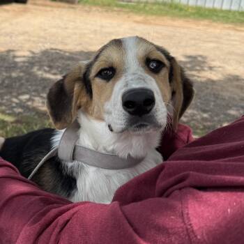 Hound Dogs Available for Adoption in Columbia, South Carolina - Nimbus | PetCurious