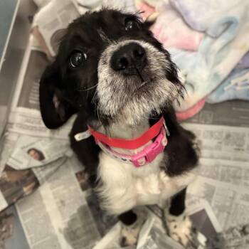 Bruno Mars -  Wirehaired Terrier and Labrador Retriever Dog for Adoption in South Elgin, Illinois - Bruno Mars | PetCurious