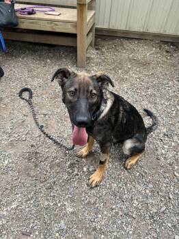 Shepherd Dogs Available for Adoption in Elmsford, New York - Jerry - Available 6/4 | PetCurious