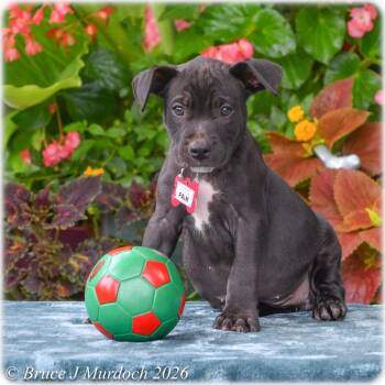 Palm -  Labrador Retriever Dog for Adoption in Wake Forest, North Carolina - Palm | PetCurious