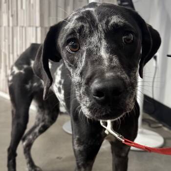Lottie -  Catahoula Leopard Dog Dog for Adoption in Clearwater, Florida - Lottie | PetCurious
