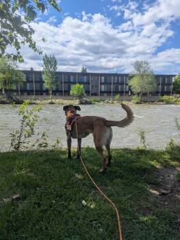 Cash -  German Shepherd Dog Dog for Adoption in Salmon, Idaho - Cash | PetCurious