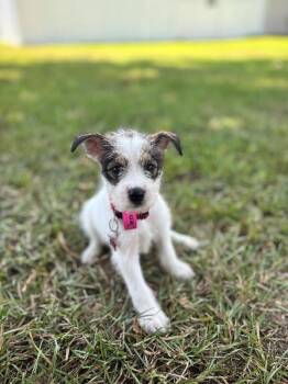 Diamond -  Jack Russell Terrier and Mixed Breed Dog for Adoption in Aiken, South Carolina - Diamond | PetCurious
