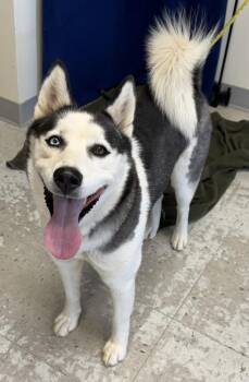 *Heidi* -  Husky Dog for Adoption in Salt Lake City, Utah - *Heidi* | PetCurious