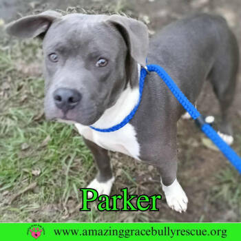 Rescue American Bulldog Dogs for Adoption in Pensacola, Florida - Parker | PetCurious