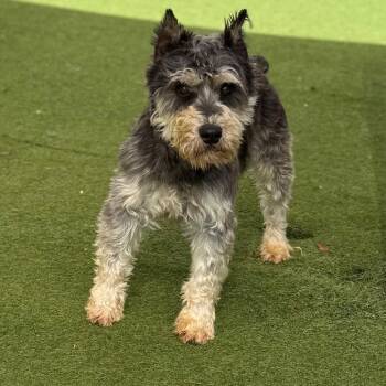 Schnauzer Dogs Available for Adoption in Loxahatchee Groves, Florida - Marvin 6349 | PetCurious