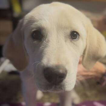 Willa -  Yellow Labrador Retriever and Great Pyrenees Dog for Adoption in Midland, Texas - Willa | PetCurious