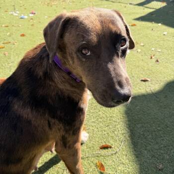 Clove -  Australian Shepherd and Labrador Retriever Dog for Adoption in Grand Rapids, Michigan - Clove | PetCurious