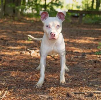 Wilbur -  Mixed Breed Dog Available for Adoption in Durham, North Carolina - Wilbur | PetCurious