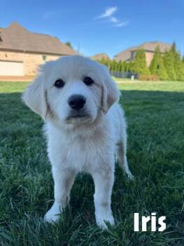 Great Pyrenees Dogs Available for Adoption in Spring Hill, Tennessee - Iris | PetCurious