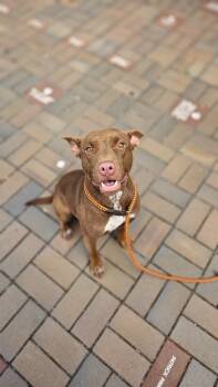 Rescue Pit Bull Terrier Dogs for Adoption in New Bern, North Carolina - Zoey | PetCurious