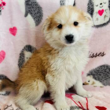American Eskimo Dog Dogs Available for Adoption - Alvin | PetCurious