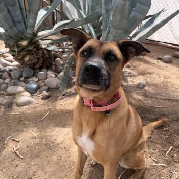 Bella -  Belgian Shepherd Malinois and Pit Bull Terrier Dog for Adoption in Oro Valley, Arizona - Bella | PetCurious
