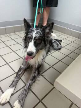 Border Collie Dogs Available for Adoption in Deltona, Florida - Kuzco | PetCurious