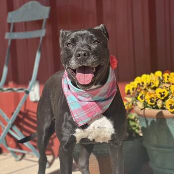 Pit Bull Terrier Dogs Available for Adoption - Spears | PetCurious