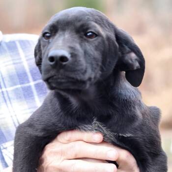 Rescue Golden Retriever Dogs for Adoption in Eastford, Connecticut - CT Feta | PetCurious