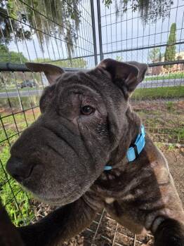 Lola -  Shar Pei Dog for Adoption in Lakeland, Florida - Lola | PetCurious