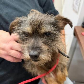 Terrier and Mixed Breed Dogs Available for Adoption in Ardmore, Oklahoma - Hector | PetCurious