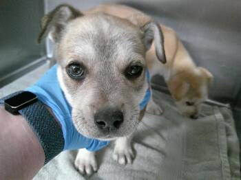 German Shepherd Dog and Mixed Breed Dogs Available for Adoption in Oklahoma City, Oklahoma - A474472 | PetCurious