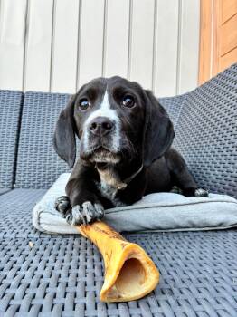 Cocker Spaniel Dogs Available for Adoption in Clarksburg, Ontario - Simon | PetCurious