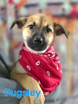 Rescue Australian Cattle Dog Blue Heeler Dogs for Adoption in Walthill, Nebraska - Pugsley | PetCurious