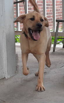 Rescue Yellow Labrador Retriever Dogs for Adoption in Mcconnelsville, Ohio - Valerie | PetCurious