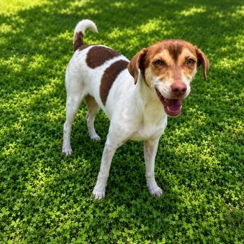 PAPRIKA -  Terrier Dog for Adoption in Vaughan, Ontario - PAPRIKA | PetCurious