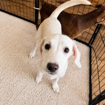 Kenny -  Labrador Retriever and Pointer Dog for Adoption in Homewood, Illinois - Kenny | PetCurious