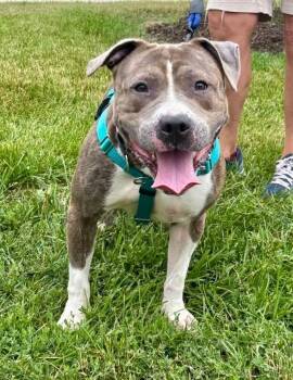 Rescue Pit Bull Terrier Dogs for Adoption in Wheaton, Illinois - Bones | PetCurious