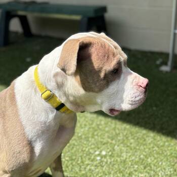 Mixed Breed Dogs Available for Adoption in Asheville, North Carolina - Bobo | PetCurious