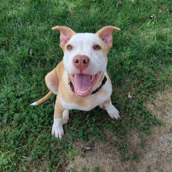 Rescue Pit Bull Terrier Dogs for Adoption in Wildomar, California - Calypso (Iowa) | PetCurious