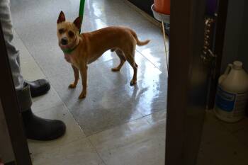 Pancake -  Chihuahua and Toy Manchester Terrier Dog Available for Adoption in Jackson, Louisiana - Pancake | PetCurious