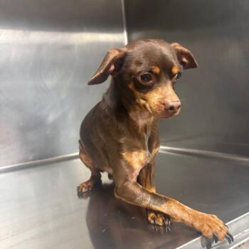 Mixed Breed Dogs Available for Adoption in Henderson, Kentucky - Mickey | PetCurious