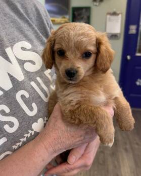 Cockapoo and Chihuahua Dogs Available for Adoption in St. George, Utah - Muffin | PetCurious