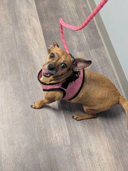 Ivy -  Chihuahua and Dachshund Dog for Adoption in Richmond, Virginia - Ivy | PetCurious