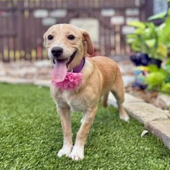 Junebug -  Labrador Retriever and Corgi Dog for Adoption in Fairfield, Connecticut - Junebug | PetCurious