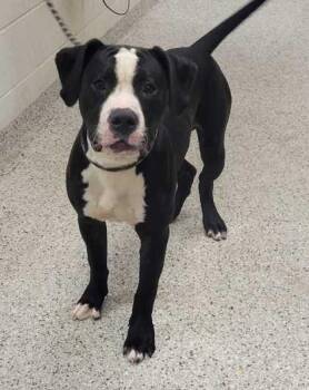 Moe -  Pit Bull Terrier and Mixed Breed Dog for Adoption in Kansas City, Missouri - Moe | PetCurious