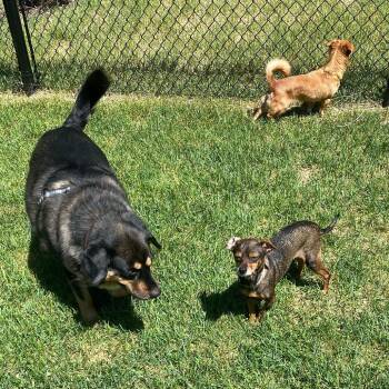 Chihuahua and Mixed Breed Dogs Available for Adoption in Minnetonka, Minnesota - Ellie Mae D69416 | PetCurious